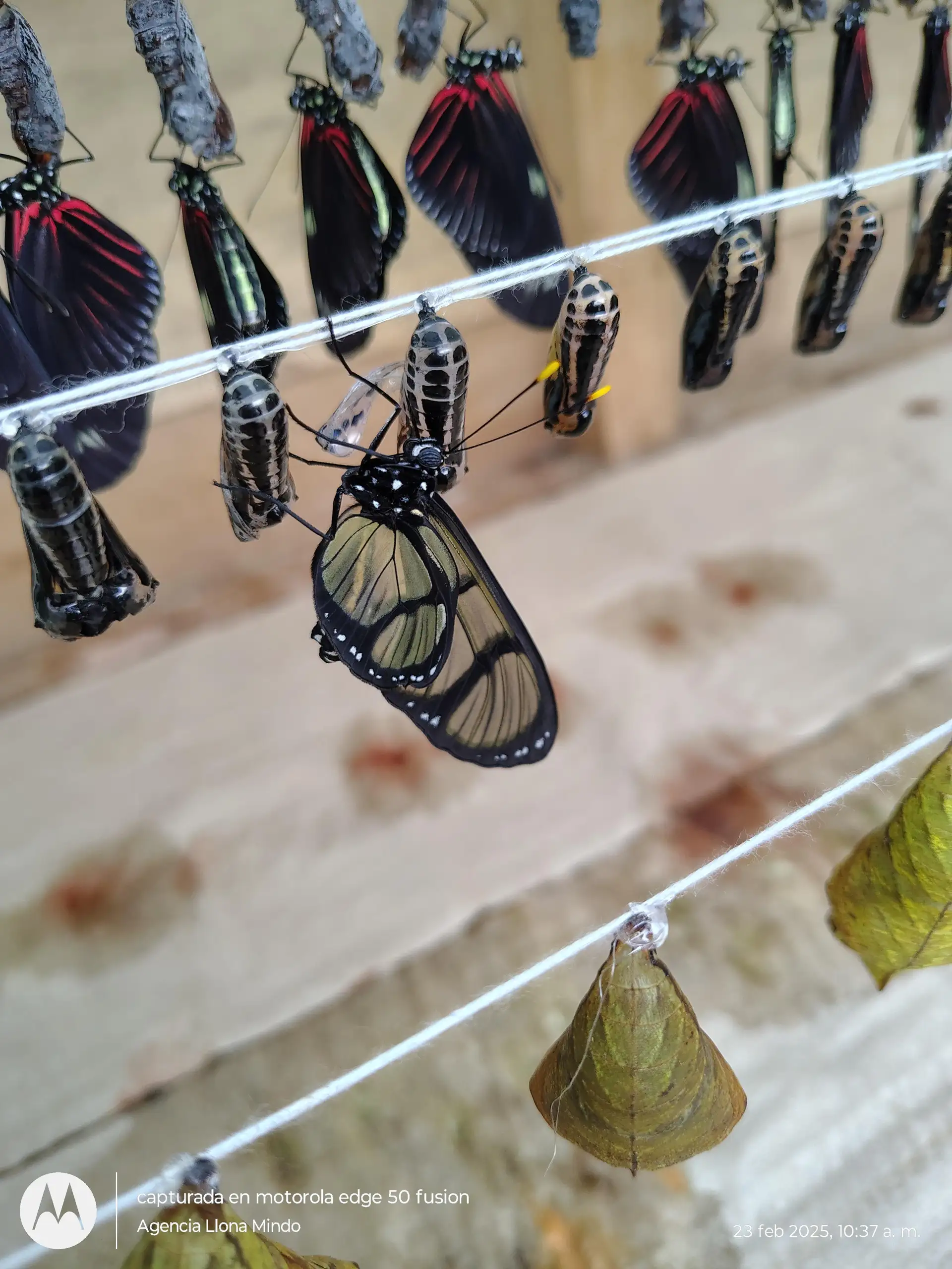 Butterflies: Guided tour with transportation included in Mindo 15e822b285b6a5b66c6a4cc51617eb8ca0d913831539429d939e92a0a00f3974