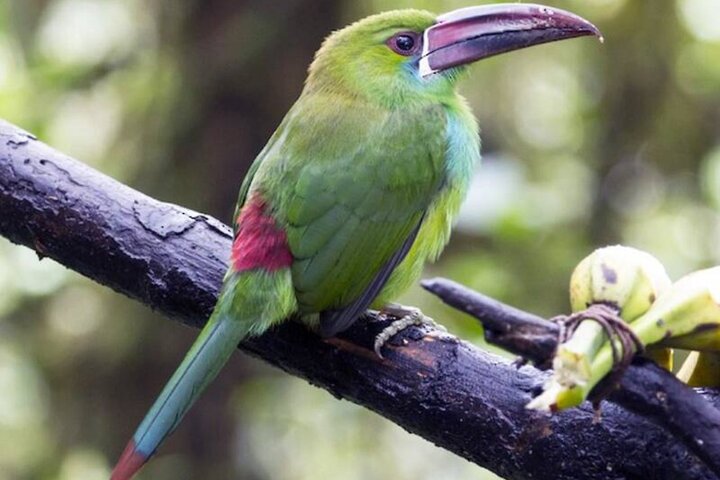 Andean Toucans Tour : 5 hours to photograph birds in Tandayapa. 4e