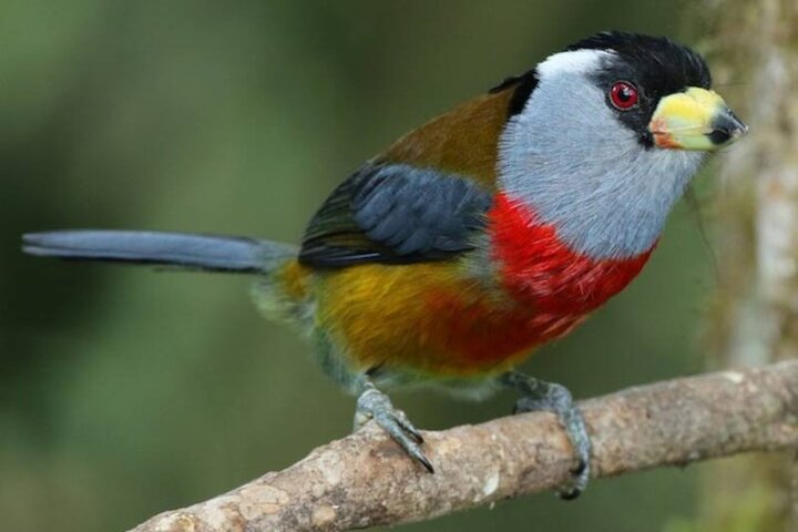 Andean Toucans Tour : 5 hours to photograph birds in Tandayapa. 4f