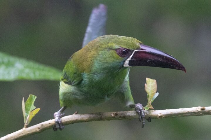 Andean Toucans Tour : 5 hours to photograph birds in Tandayapa. 50