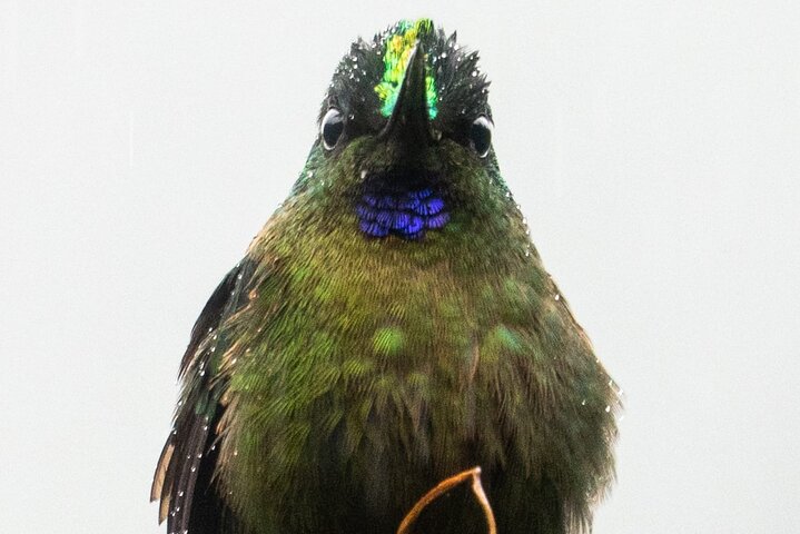 Andean Toucans Tour : 5 hours to photograph birds in Tandayapa. 52
