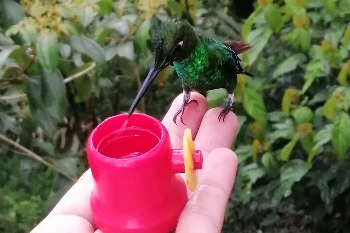 Hummingbirds sanctuary in Mindo. c0