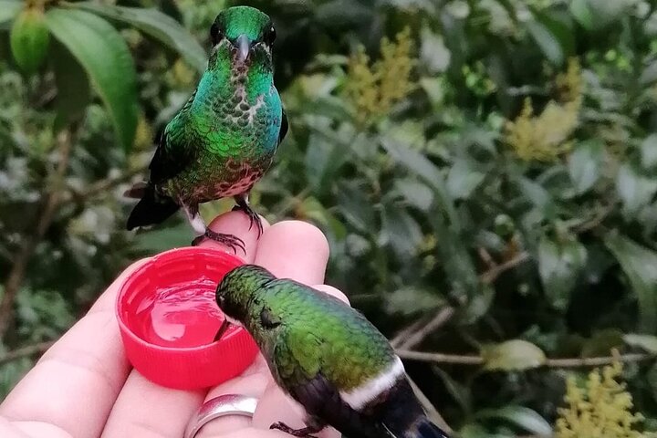 Hummingbirds sanctuary in Mindo. c4