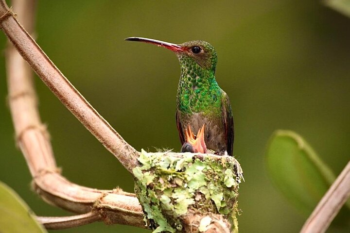 Hummingbirds sanctuary in Mindo. cb