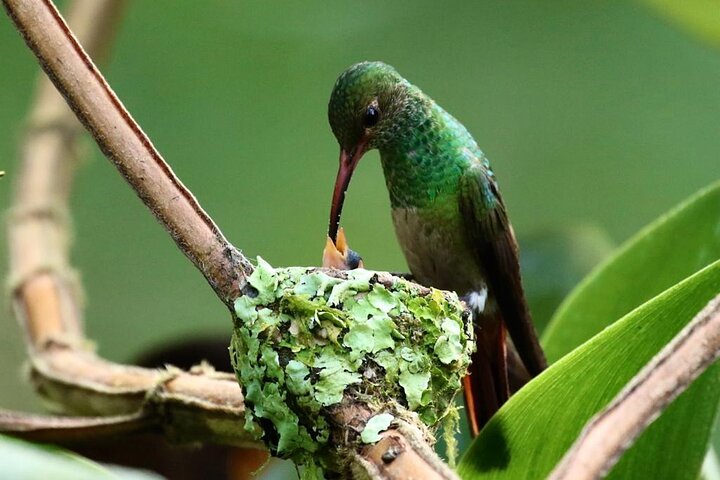 Hummingbirds sanctuary in Mindo. cd