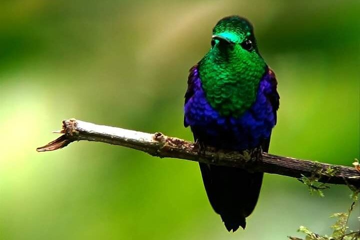 Hummingbirds sanctuary in Mindo. de